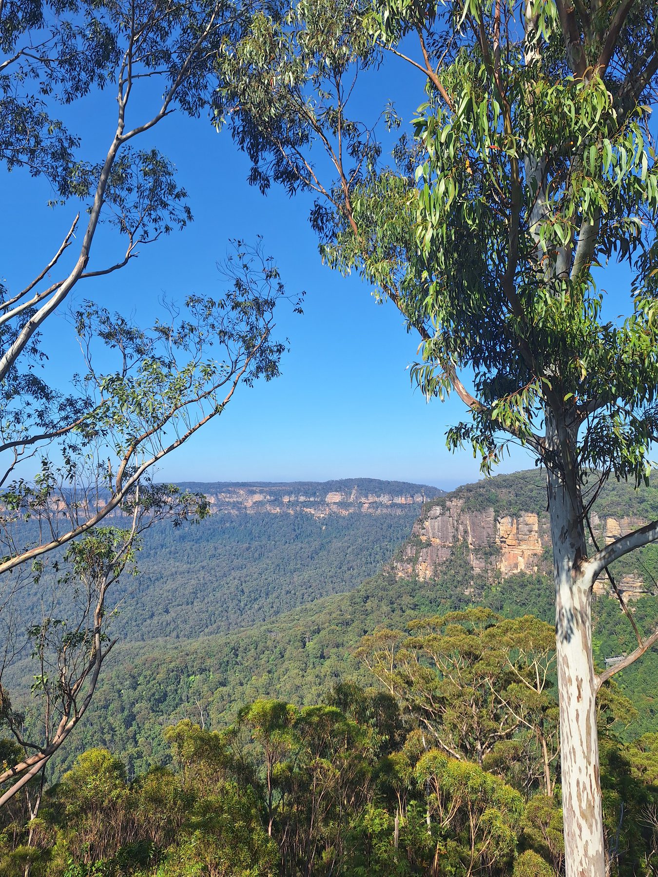 Eucalyptus trees framing sandstone cliffs and forest in the Blue Mountains