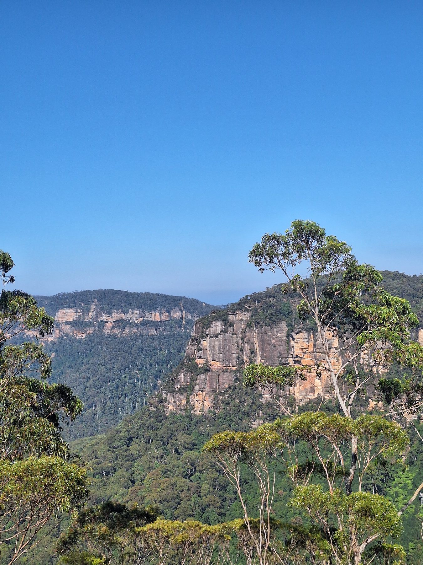 Eucalyptus forest and sandstone cliffs stretching into haze across the Jamison Valley