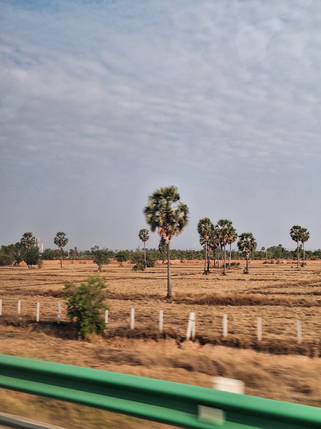 Sugar palms standing in dry fields seen from the road in Cambodia