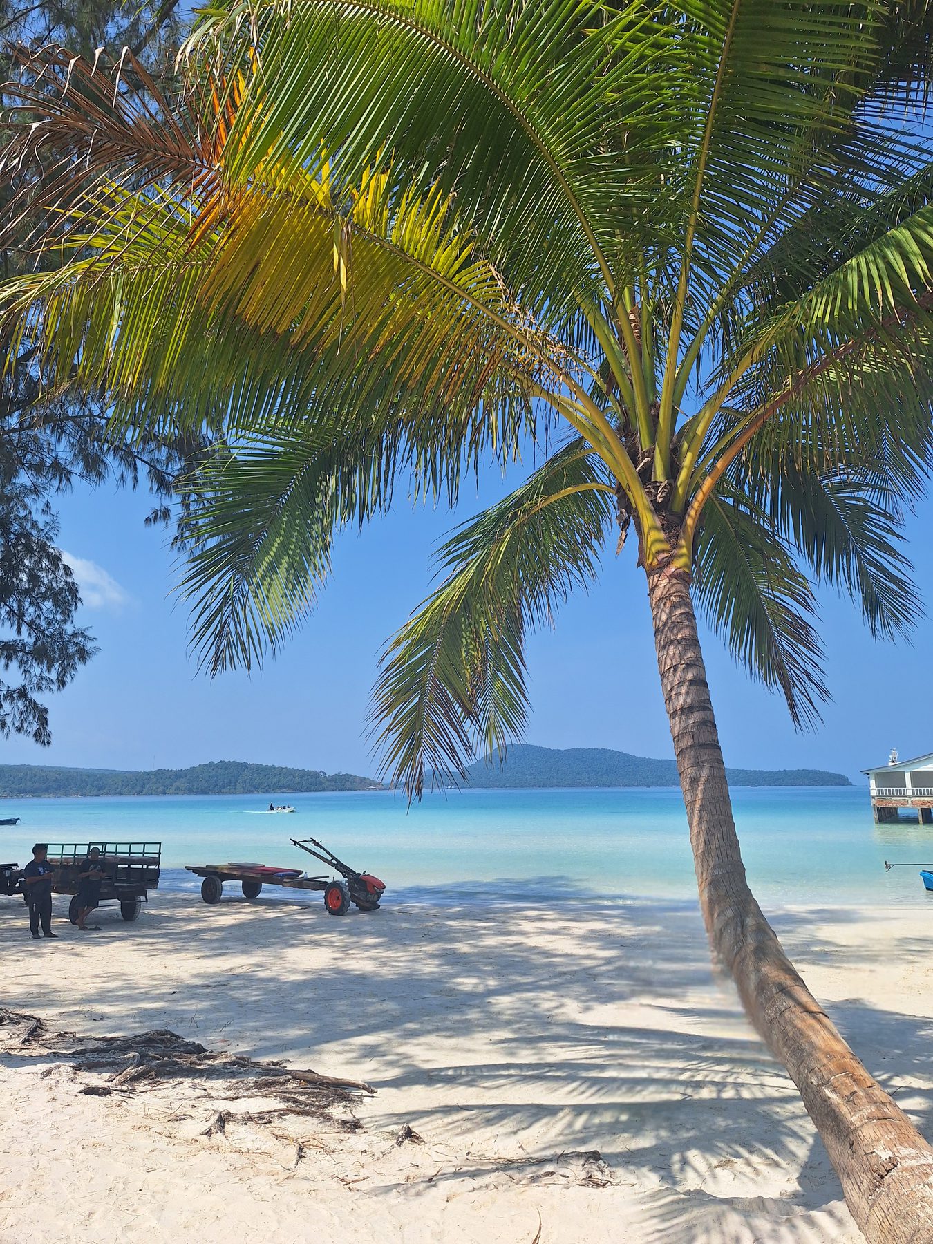 A coconut palm leaning over white sand and pale turquoise water at Saracen Bay, Koh Rong Samloem