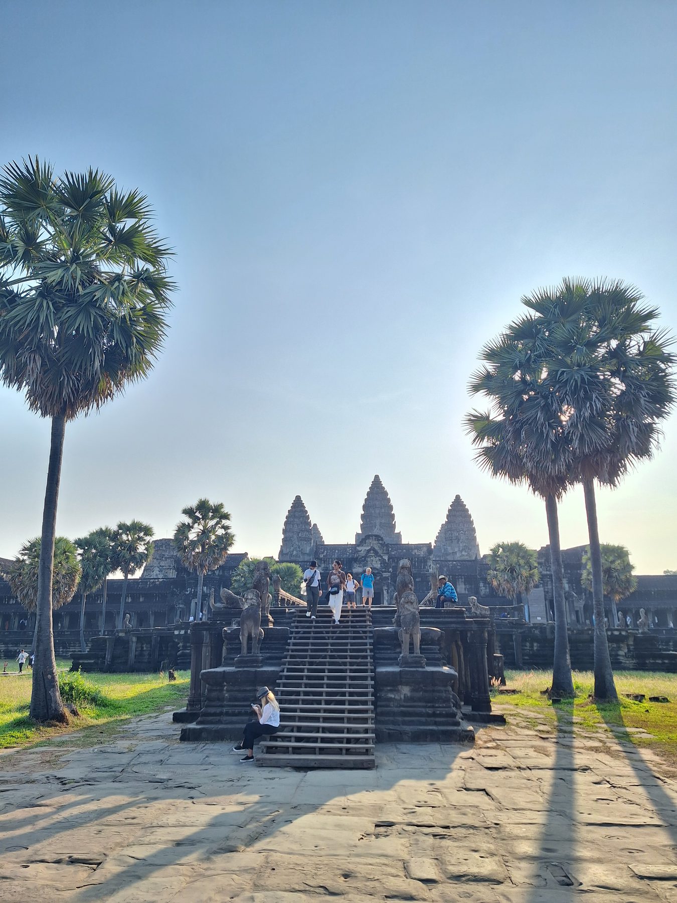 Sugar palms beside the stone causeway leading up to Angkor Wat in early morning light