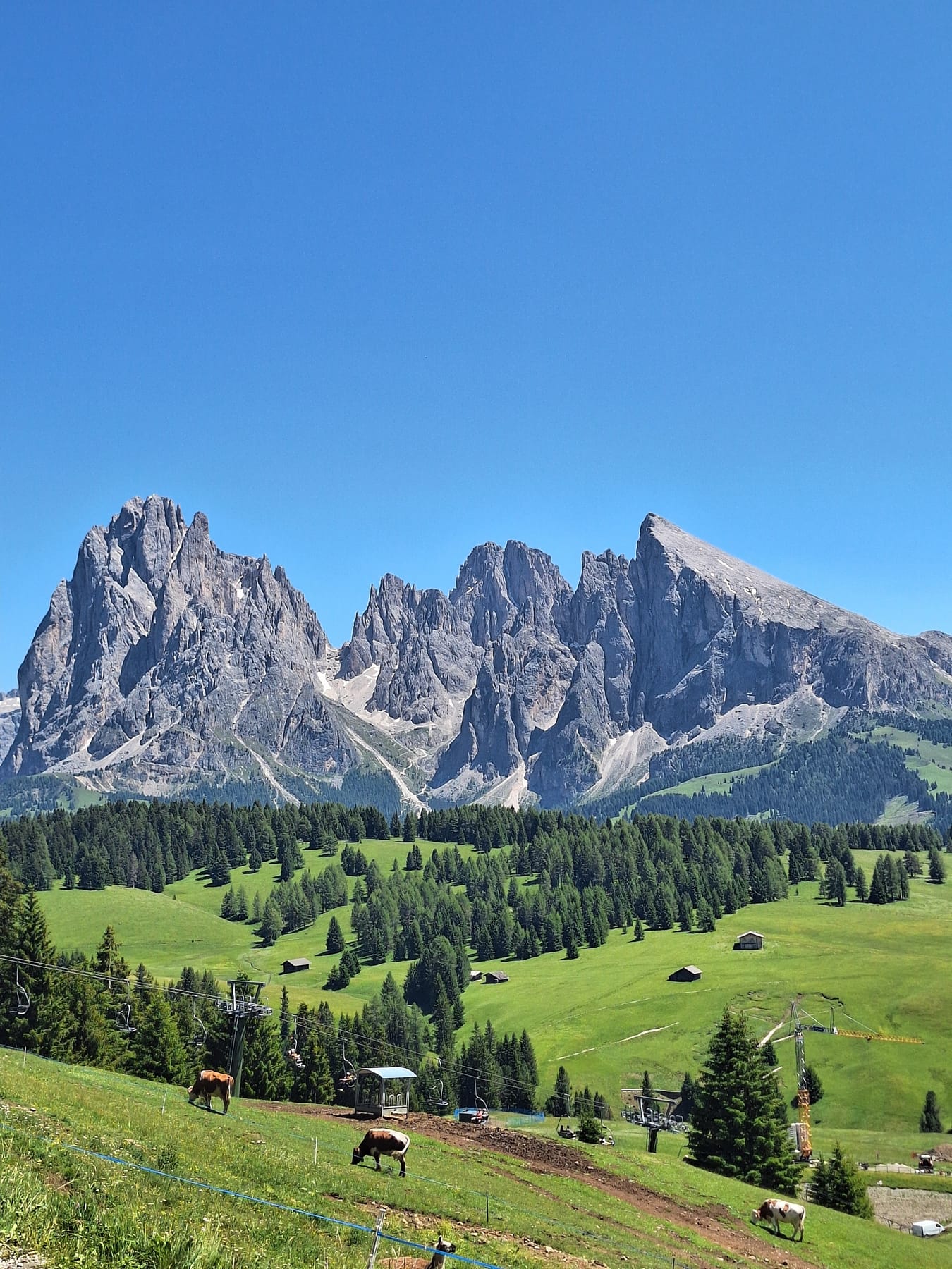 Cows grazing on a grassy slope below pine trees and the jagged Sassolungo massif
