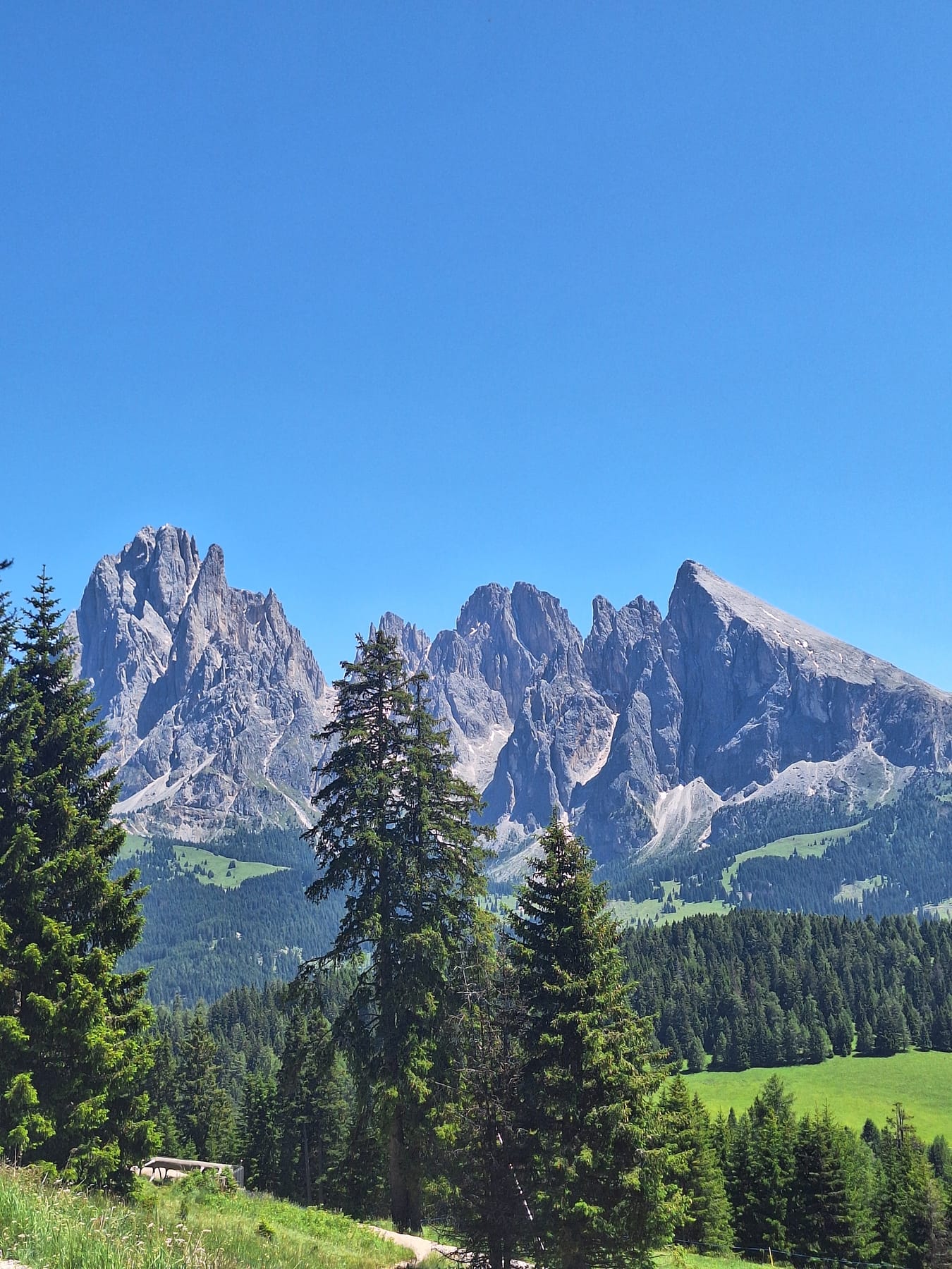 Tall pine trees in a green valley with a row of sharp Dolomite peaks behind under a clear blue sky