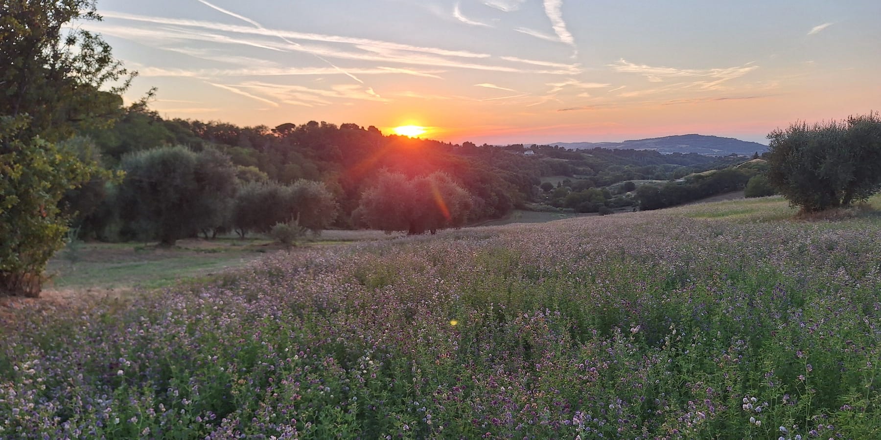 Sunset over wildflower meadows and olive trees in the hills behind Pesaro