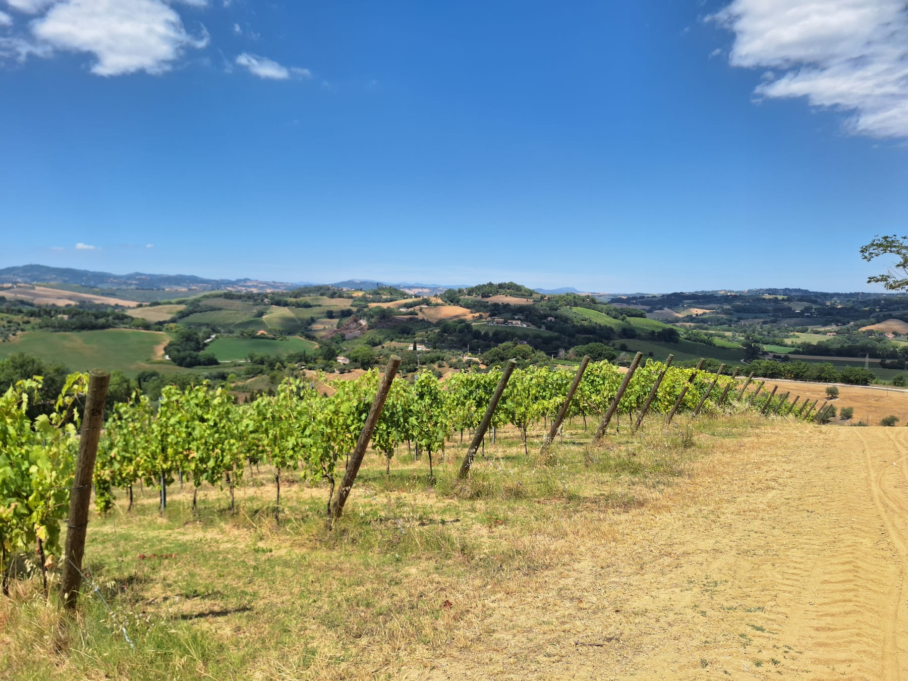 Rows of vines on a sandy hillside track, with green rolling hills stretching to the horizon