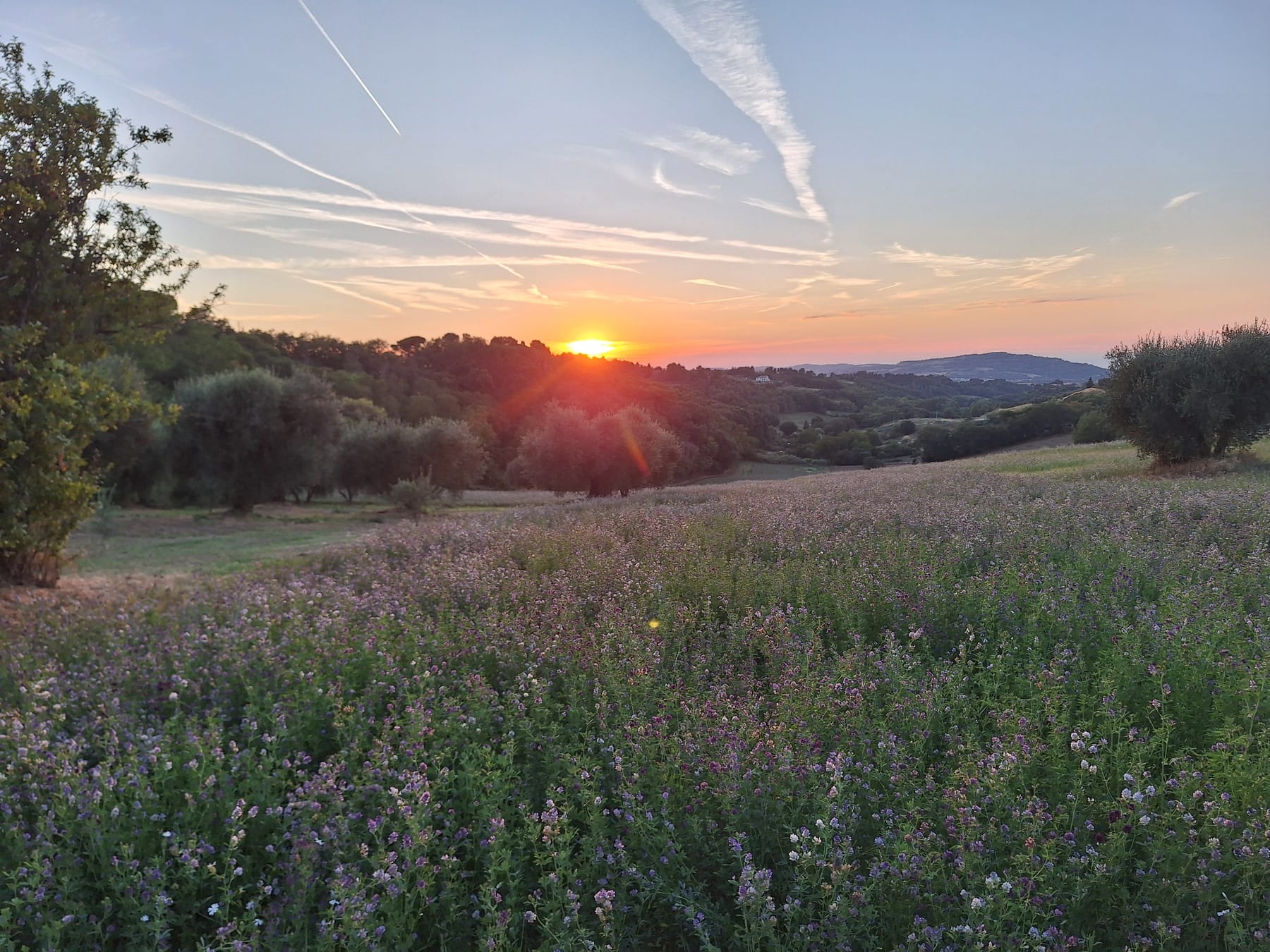 The sun setting over a meadow of wildflowers and olive trees in the hills near Pesaro
