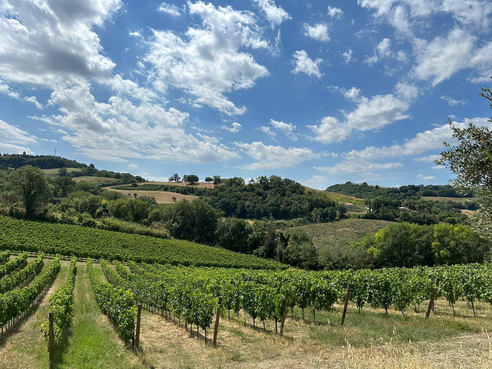 Neat rows of vines running down a slope towards woodland under a sky full of white clouds