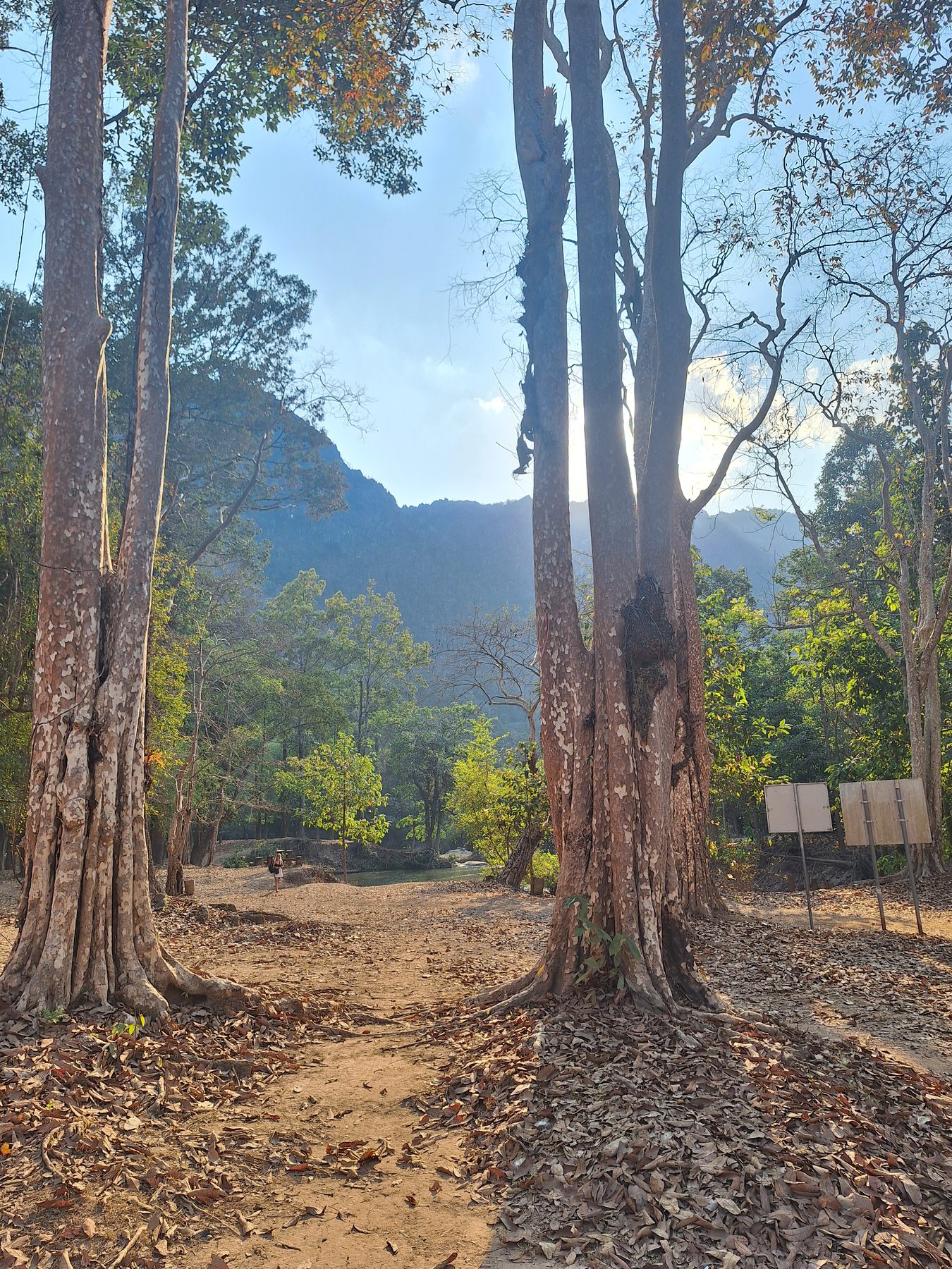 Tall trees and limestone hills in the countryside near Vang Vieng