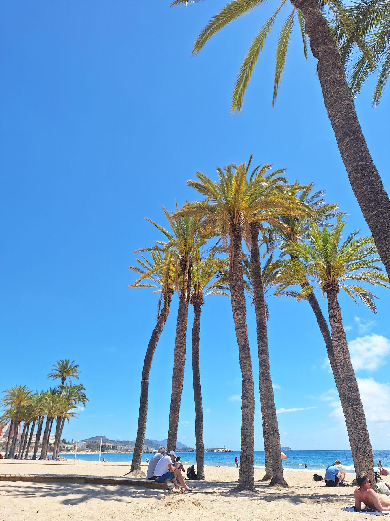 Tall palm trees on a sandy beach beside calm blue sea near Alicante