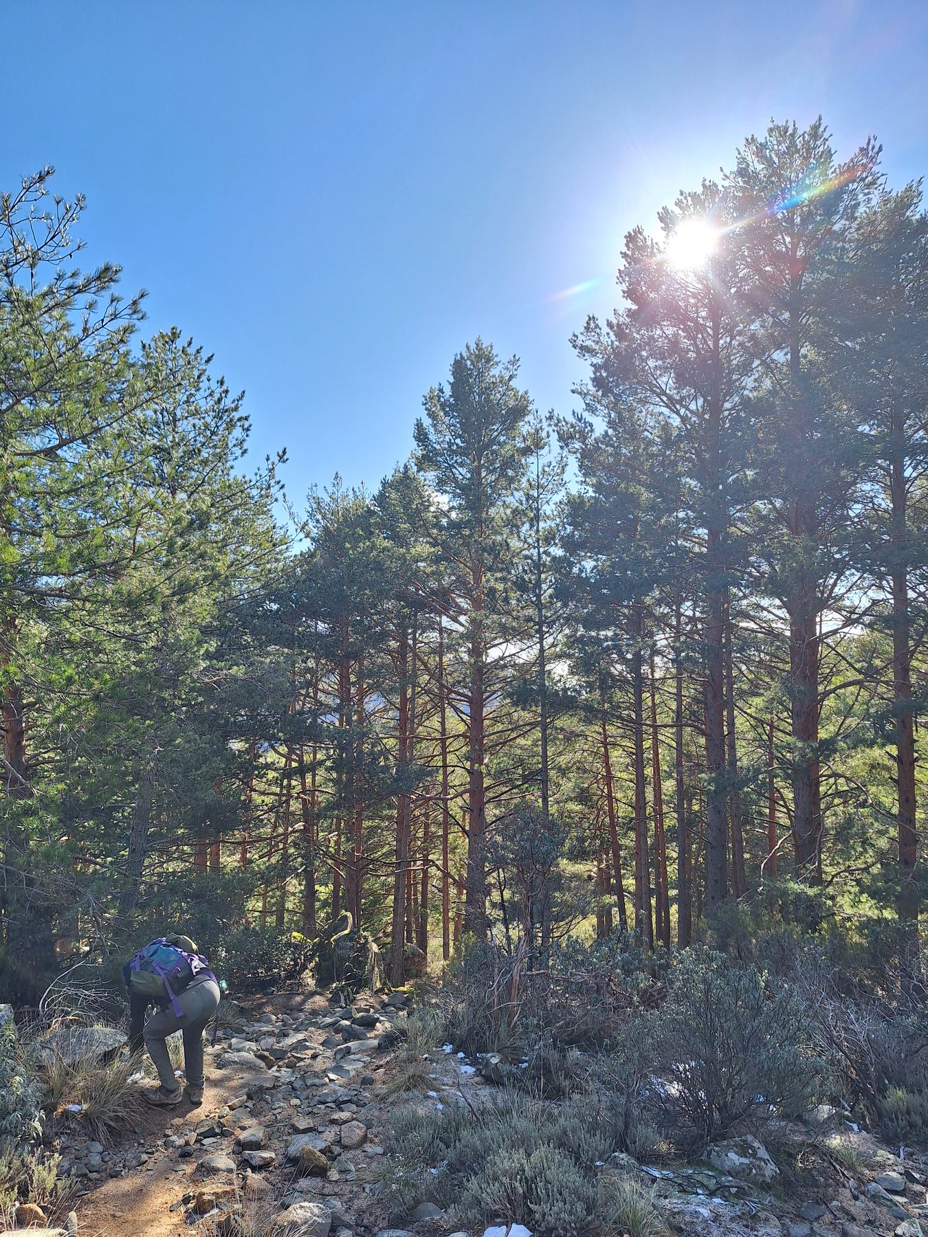 A walker climbing a rocky path through pine forest with the sun behind the trees in the Spanish sierra