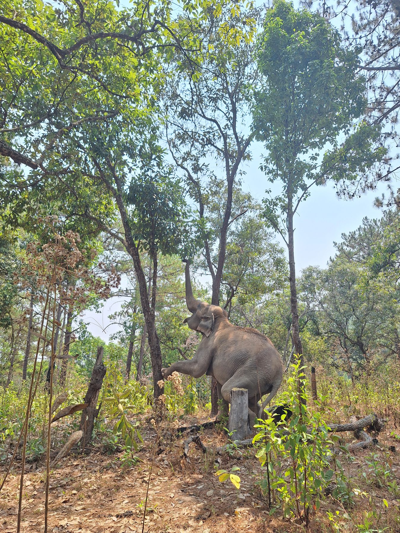 An elephant in forest at a sanctuary near Chiang Mai, Thailand