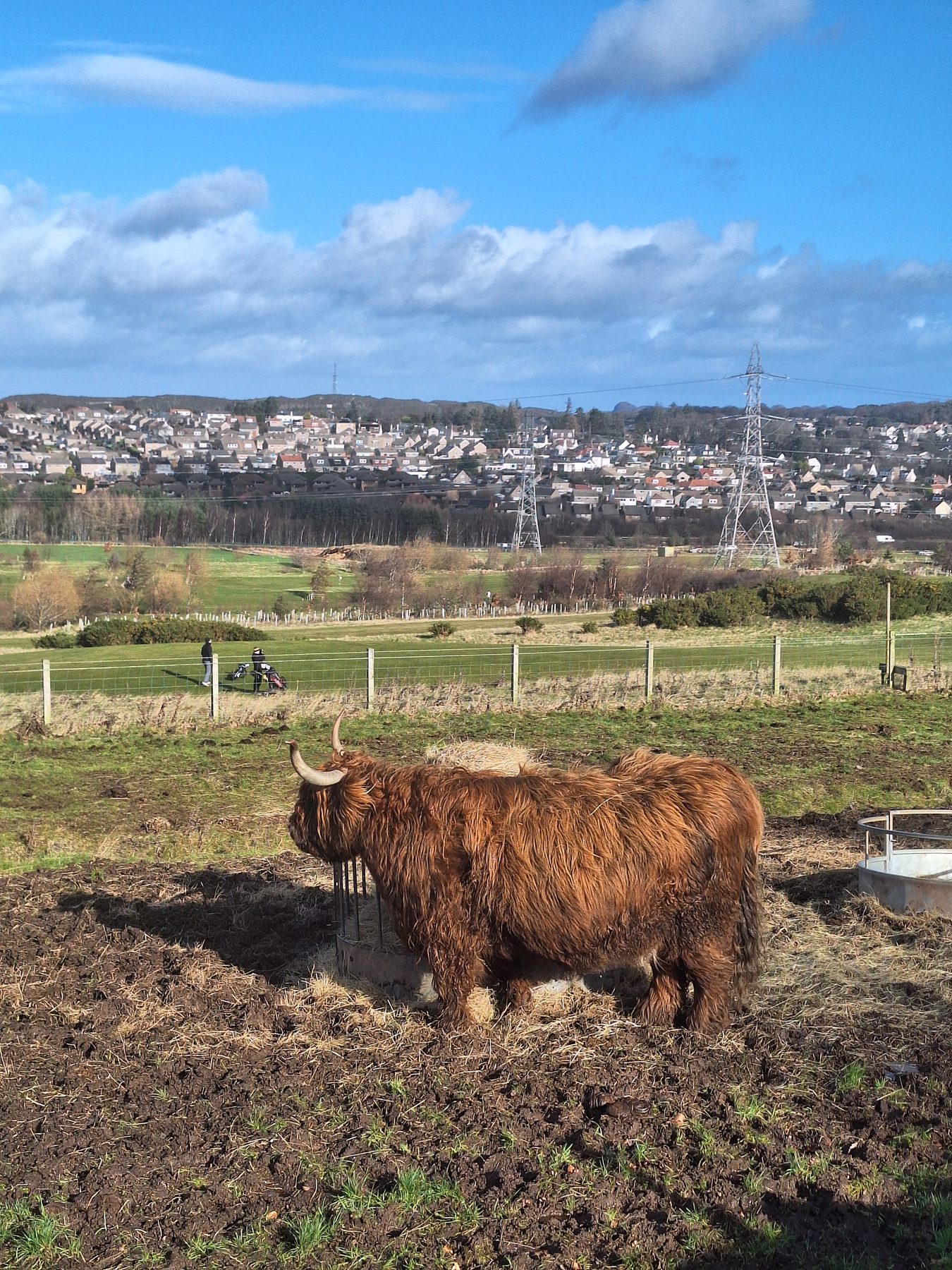 A Highland cow with long ginger hair standing in a field outside Edinburgh