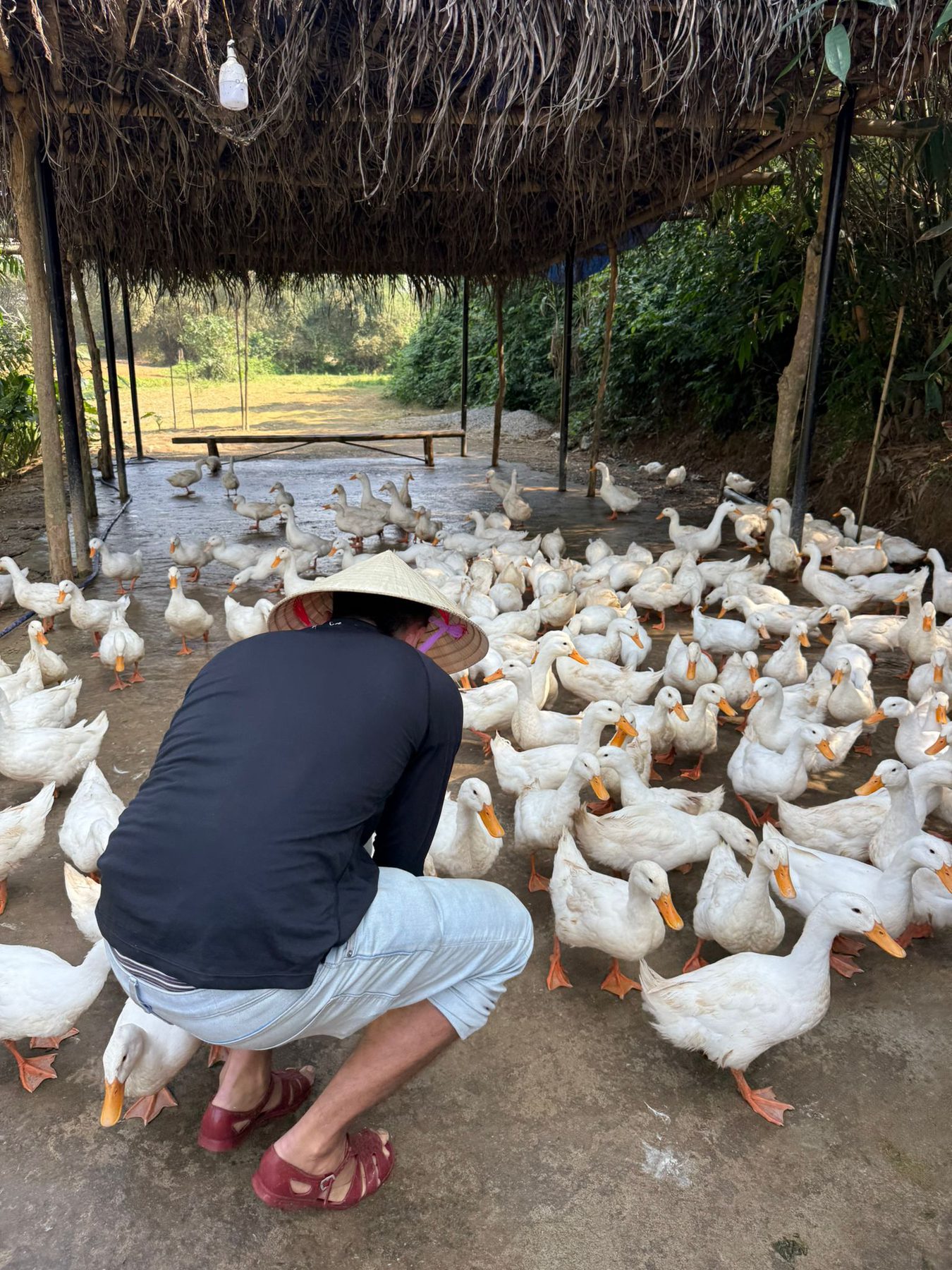 Ducks crowding around a visitor at a farm near Phong Nha, Vietnam