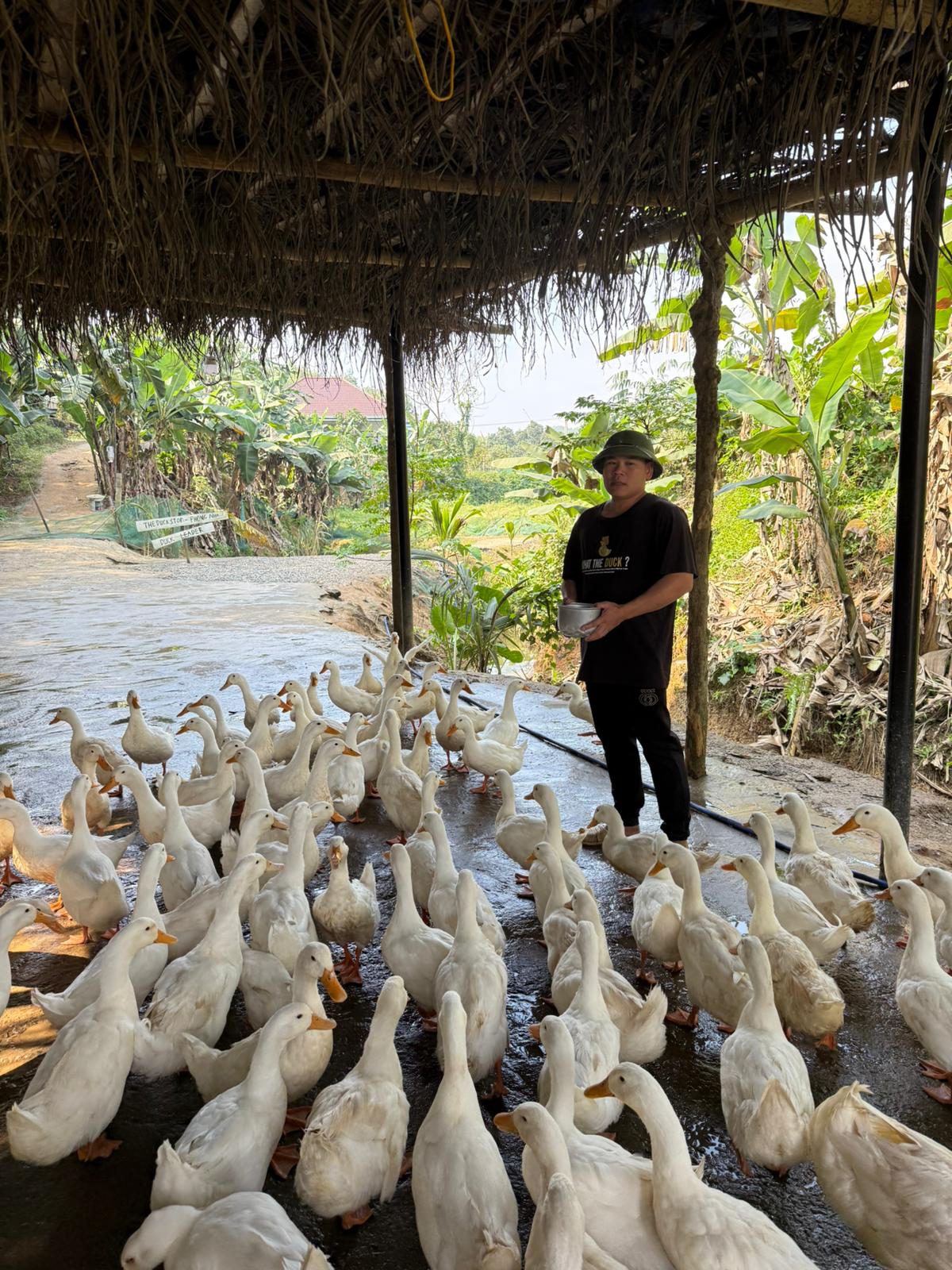 A flock of white ducks being herded under a thatched shelter at a farm near Phong Nha, Vietnam